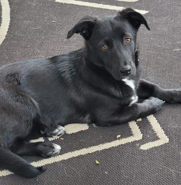 Hundekind braucht liebevolle Familie