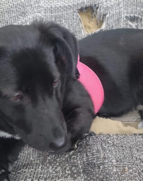 Hundekind braucht liebevolle Familie