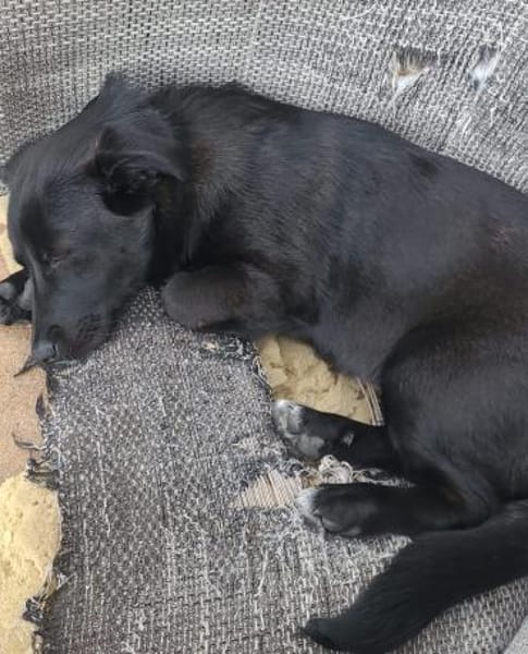 Hundekind braucht liebevolle Familie