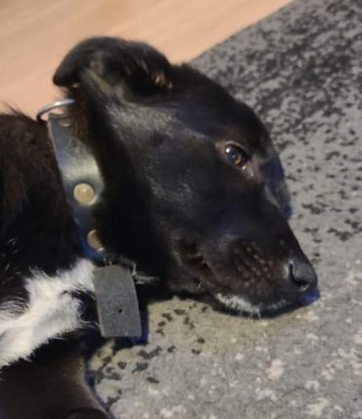 Hundekind braucht liebevolle Familie