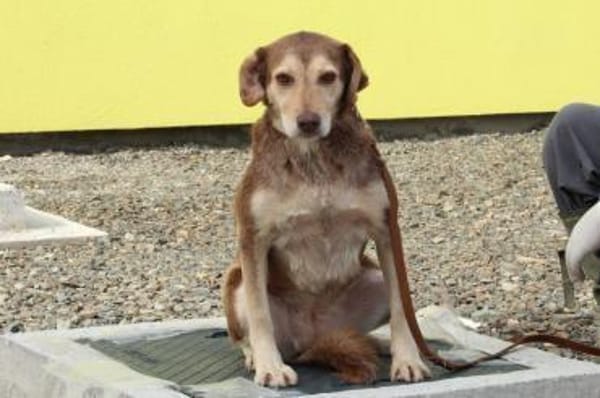 Rika wünscht sich ein warmes Körbchen..