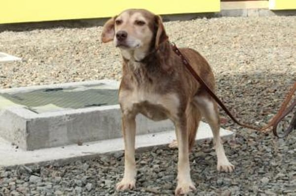 Rika wünscht sich ein warmes Körbchen..