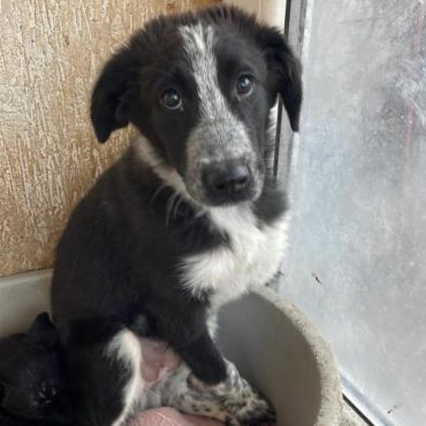KOUKI - herziges Notfellchen sucht Liebe