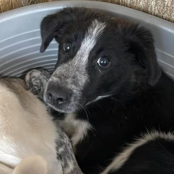 KOUKI - herziges Notfellchen sucht Liebe