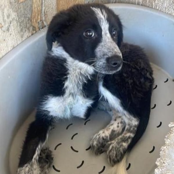 KOUKI - herziges Notfellchen sucht Liebe
