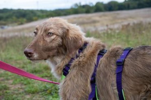 Sanfte Flocke sucht ihre Familie