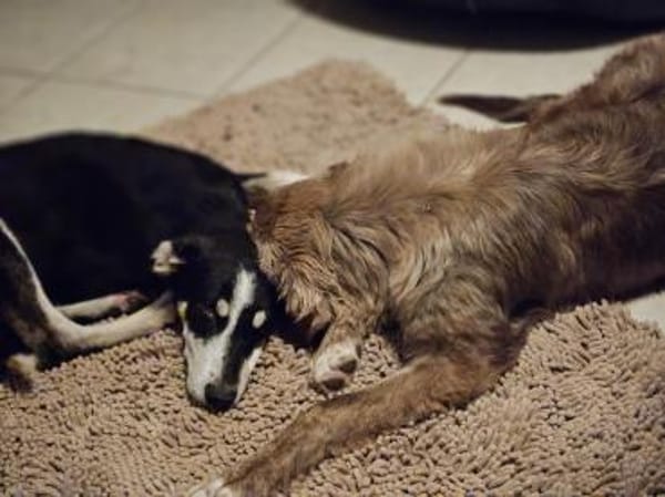 Sanfte Flocke sucht ihre Familie