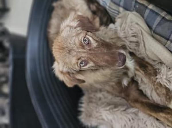 Sanfte Flocke sucht ihre Familie