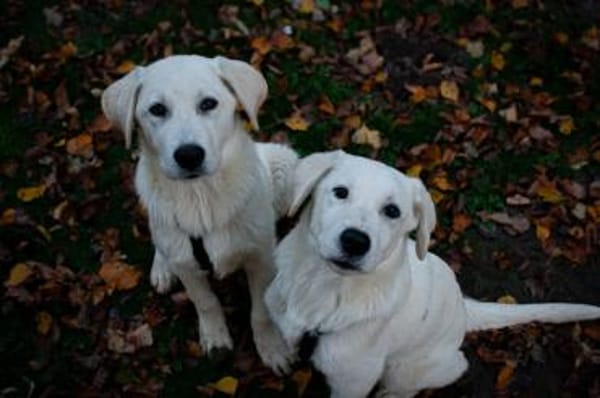 Sanfter ♥Taavi♥ in 27321 Thedinghausen