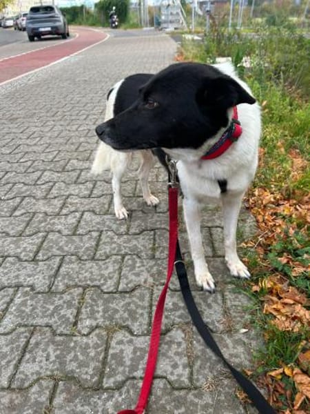 ausgeglichene Dulce sucht ihr Glück