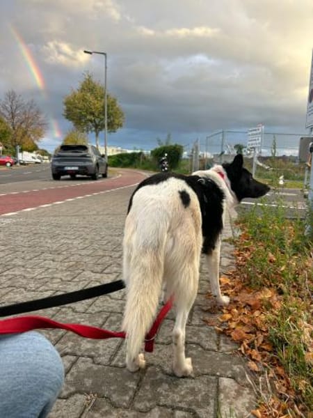 ausgeglichene Dulce sucht ihr Glück