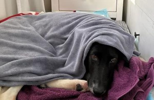 ausgeglichene Dulce sucht ihr Glück