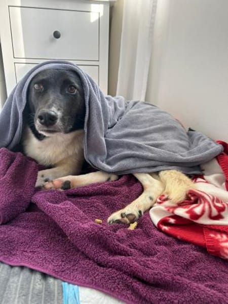 ausgeglichene Dulce sucht ihr Glück