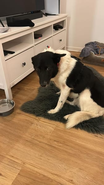 ausgeglichene Dulce sucht ihr Glück