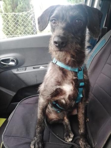 🐾 Mado sucht sein Zuhause! 🐾