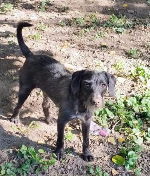 🐾 Mado sucht sein Zuhause! 🐾