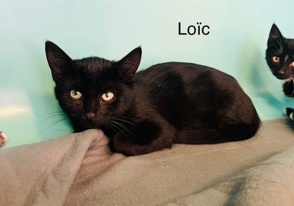 Loic
