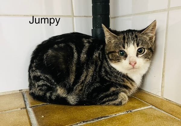 Tumpy
