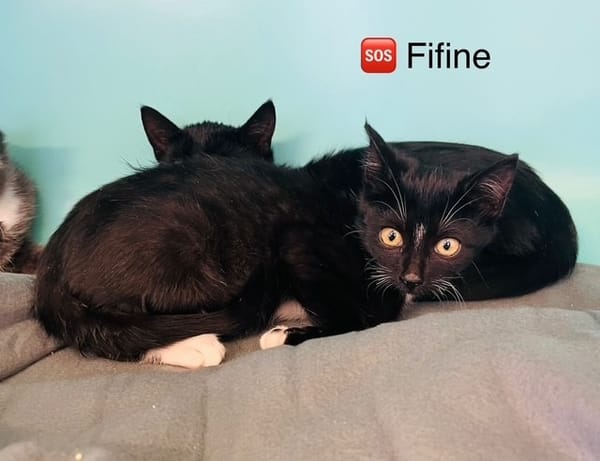 Fifine