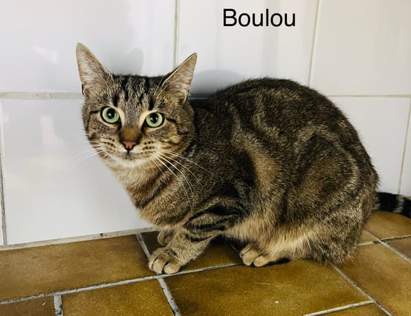 Boulou