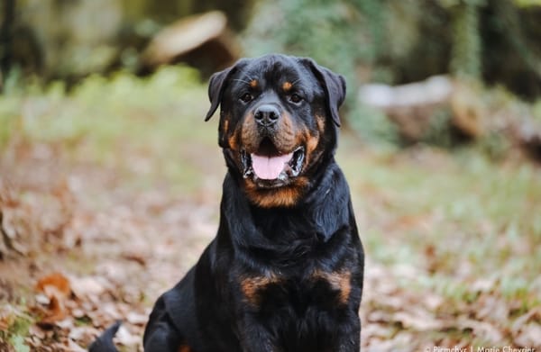 Oscar
