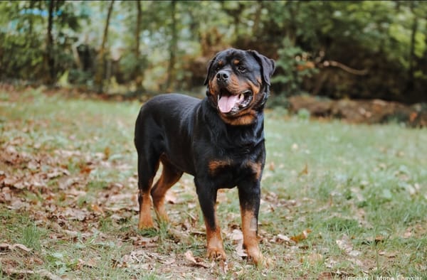 Oscar