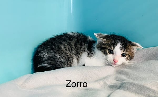 Zorro