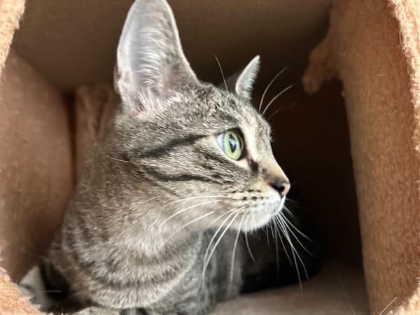 CHATZABEL