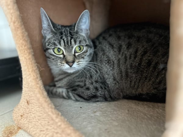 CHATZABEL