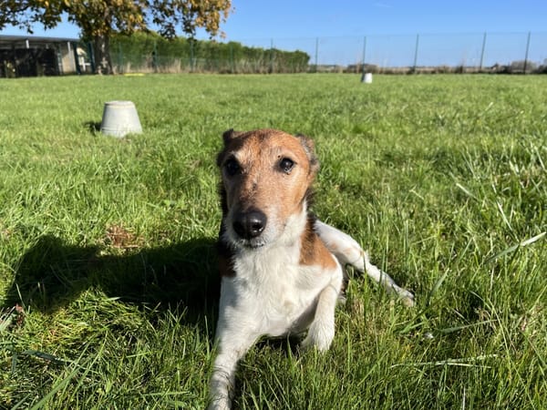 Milou