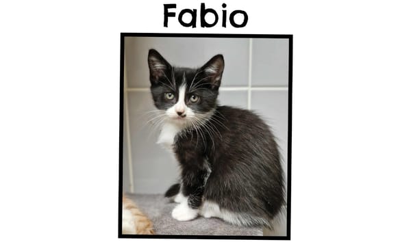 FABIO (Réservé)