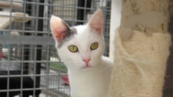 GEORGETTE (RESERVEE)