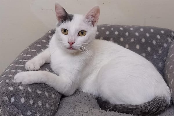 GEORGETTE (RESERVEE)