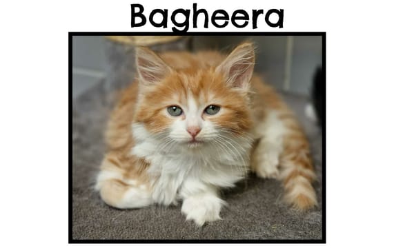 BAGHEERA( Reservée)