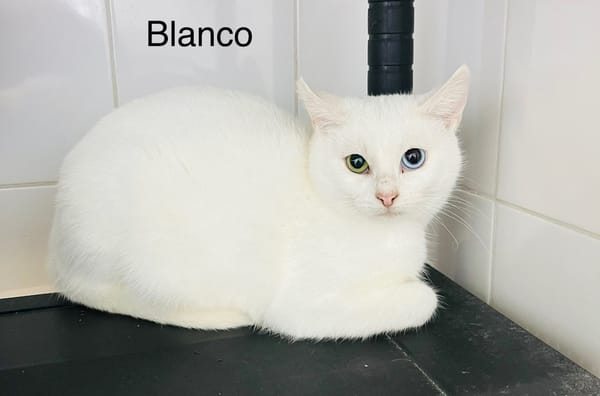 Blanco