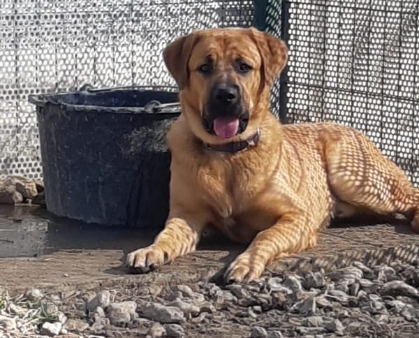 Alf