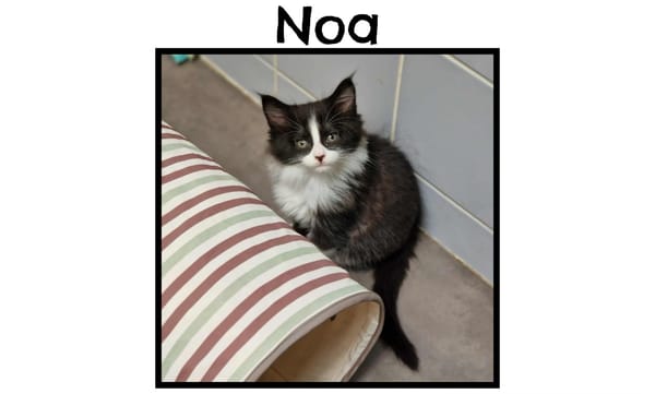 NOA(Reservé)