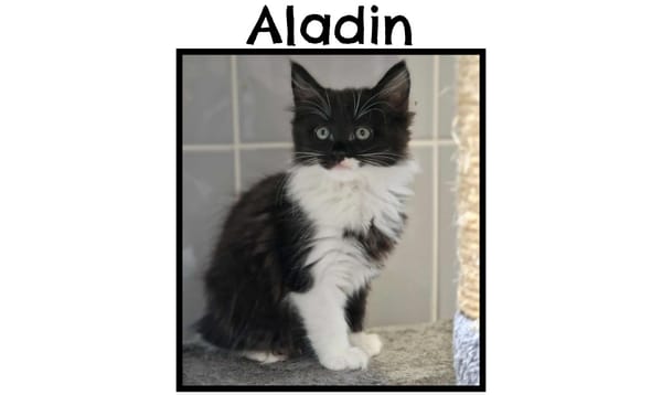 ALADIN (Réservé)