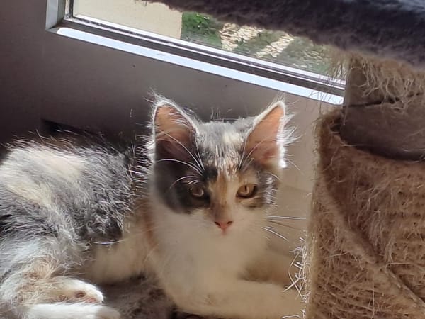 DEENA (réservée)