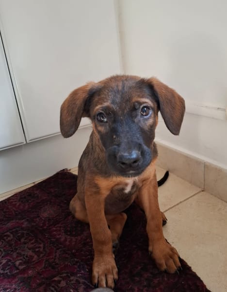LUMA, chiot Berger Créole femelle