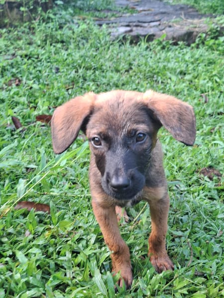LUMA, chiot Berger Créole femelle