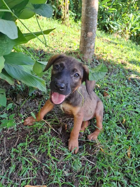 LUMA, chiot Berger Créole femelle