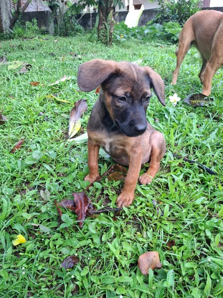 LUMA, chiot Berger Créole femelle
