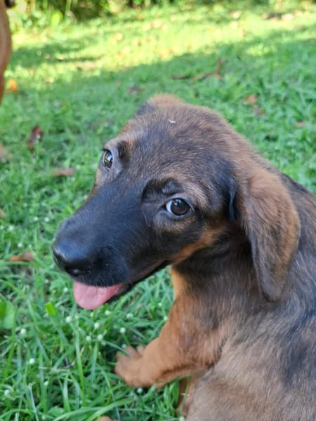 LUMA, chiot Berger Créole femelle