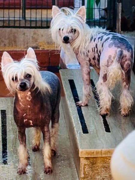 Minnie e Shila