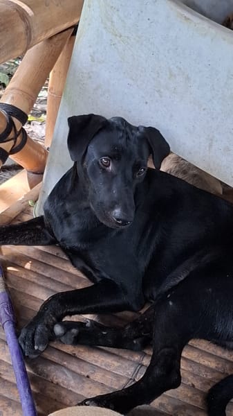 HIERROS Mâle junior Berger Créole