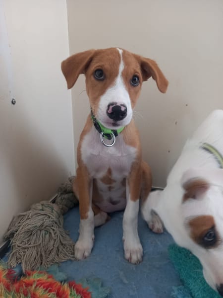 ZÉLIE, chiot femelle Berger Créole