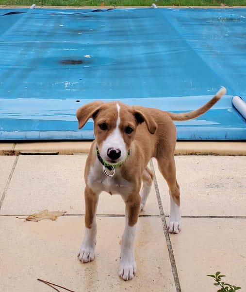 ZÉLIE, chiot femelle Berger Créole