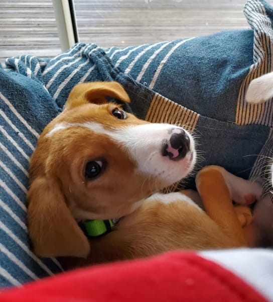 ZÉLIE, chiot femelle Berger Créole