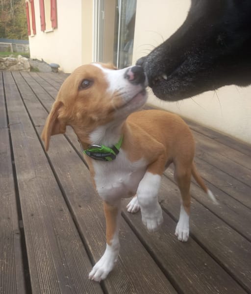 ZÉLIE, chiot femelle Berger Créole